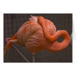 Shy Flamingo cards