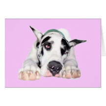 Shy Harlequin Great Dane Card