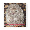 Shy hedgehog magnet by hedgehogworld Shy hedgehog magnet