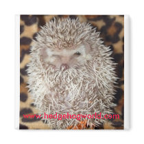 Shy hedgehog magnet