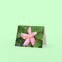 Shy Hibiscus cards