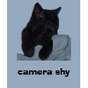 Shy kitty t-shirts