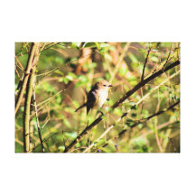Shy little peep canvas prints