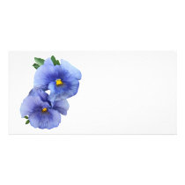 Shy Pansy Couple photo cards
