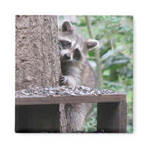 Shy Raccoon Fridge Magnets
