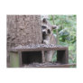 Shy Raccoon Postcard