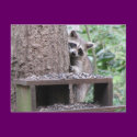 Shy Raccoon Postcard