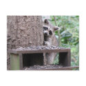 Shy Raccoon Postcard