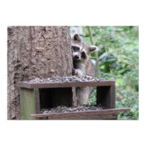 Shy Raccoon Poster posters