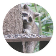 Shy Raccoon Sticker sticker