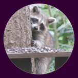 Shy Raccoon Sticker stickers