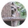 Shy Raccoon Sticker