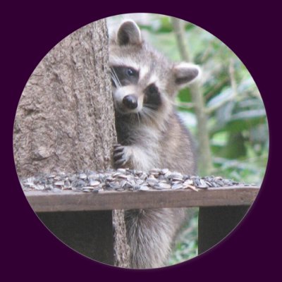 Shy Raccoon Sticker by naturegirl7