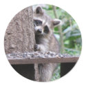 Shy Raccoon Sticker by naturegirl7 Shy Raccoon Sticker