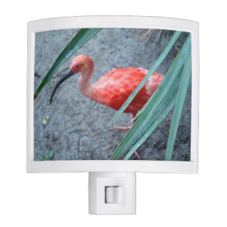 Shy Scarlet Ibis