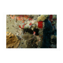 Shy Squirrel Fish posters by Flic13 Shy Squirrel Fish posters