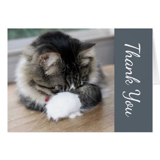 Shy Zorro Kitten Thank You Card 