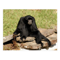 siamang4x6 postcards