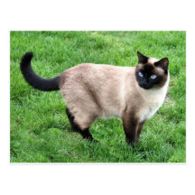 SIAMESE BEAUTY POSTCARD