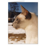 Siamese Blue Point Cat in Snow cards