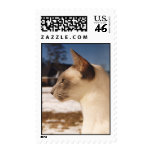 Siamese Blue Point Cat in Snow Stamp