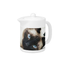 Siamese Cat
