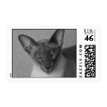 Siamese Cat - B & W Postage