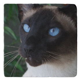 Siamese Cat Blue Eyes Trivets
