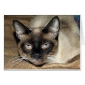 Siamese Cat cards