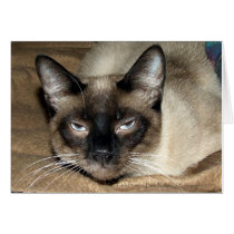Siamese Cat cards