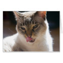 Siamese Cat cards by epollaert Siamese Cat cards