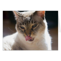 Siamese Cat cards by epollaert Siamese Cat cards