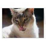 Siamese Cat cards