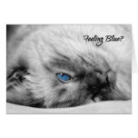 Siamese Cat Encouragement Card cards
