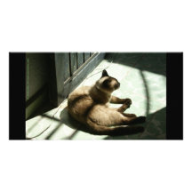 Siamese Cat in Mexico Picture Card