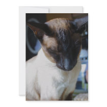 Siamese Cat Invitation