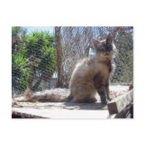 "Siamese Cat Looking" postcard
