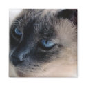Siamese Cat Magnet