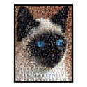 siamese Cat Montage posters
