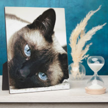 Siamese Cat Photo Plaque