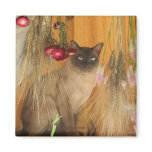 Siamese Cat Posing Animal Photography Magnet #3