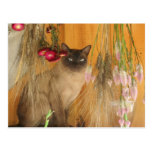 Siamese Cat Posing Animal Photography Postcard #3