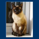 Siamese Cat postcards