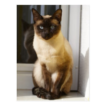 Siamese Cat Post Card