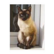 Siamese Cat postcard