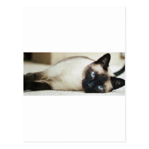 Siamese Cat Postcard
