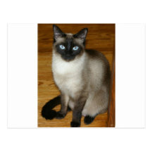 Siamese Cat Postcard