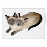 Siamese Cat Twins cards