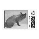 SIAMESE CAT WANKEE postage