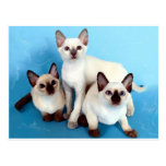 Siamese Cats postcards